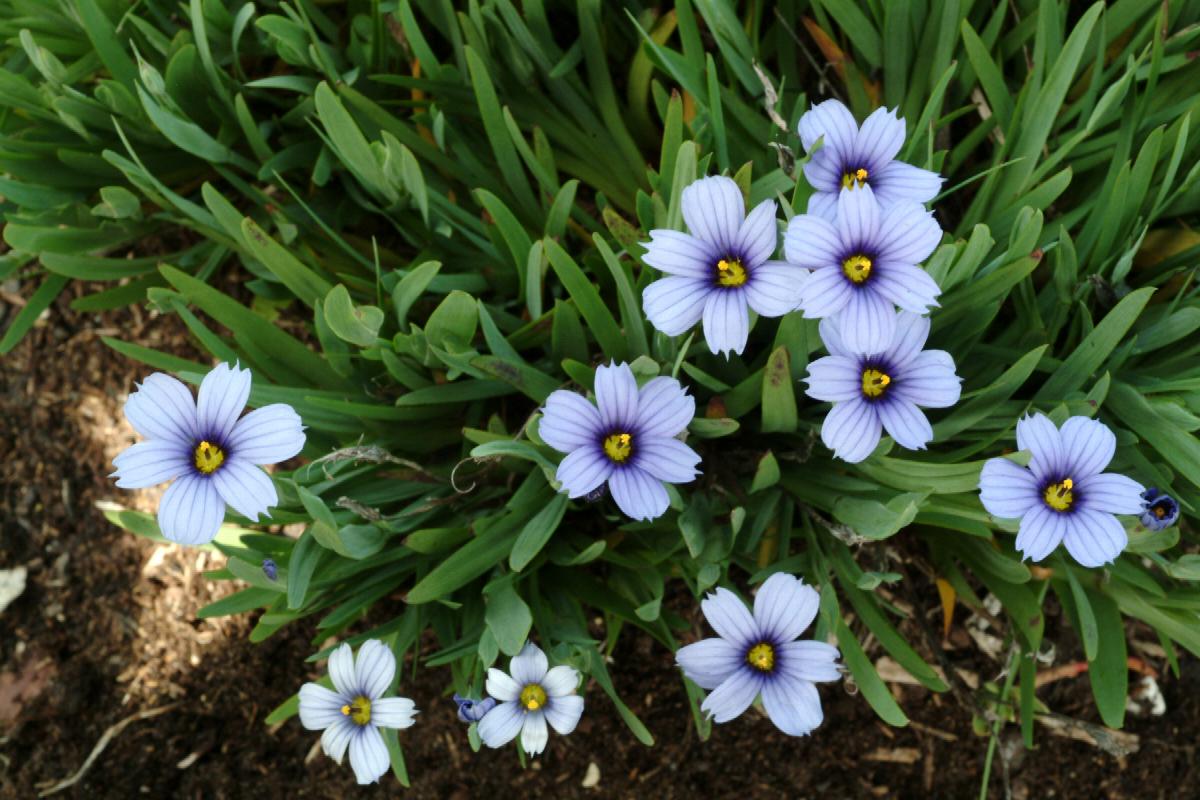Blue-eyed Devon Grass Skies (Sisyrinchium)