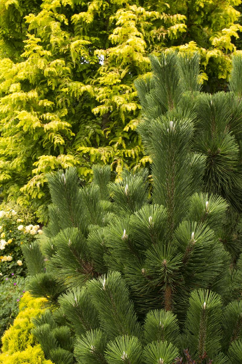 Japanese Black Pine Thunderhead (Pinus thunbergii)