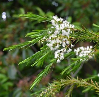 Melaleuca bracteata ‘Revolution Green’