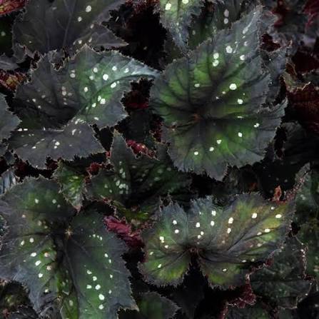 Begonia 'Rex' Black - Large