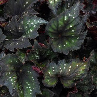 Begonia 'Rex' Black - Large