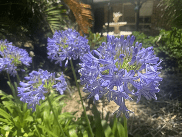 Agapanthus River Garden Blue - Large - Ladybird Nursery