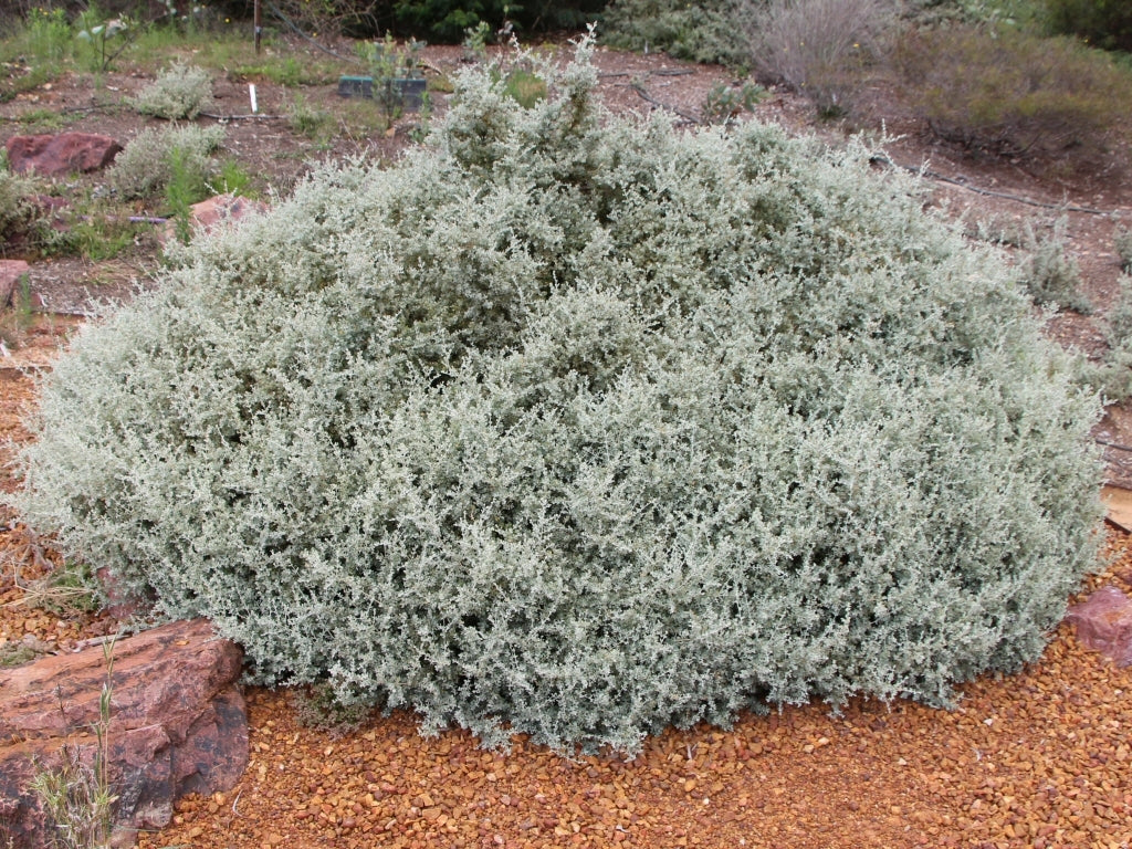 Creeping Saltbush (Rhagodia spinescens)