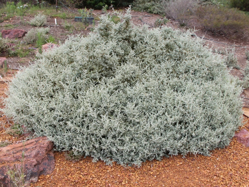 Creeping Saltbush (Rhagodia spinescens)