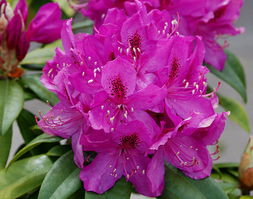 Rhododendron Anah Kruschke