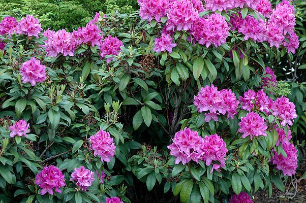 Rhododendron Anah Kruschke - Ladybird Nursery