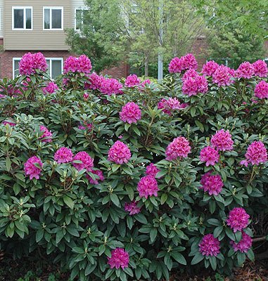 Rhododendron Anah Kruschke - Ladybird Nursery