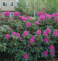 Rhododendron Anah Kruschke - Ladybird Nursery