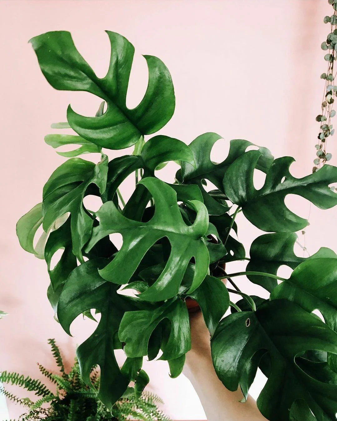 Dwarf Monstera (Rhaphidophora tetrasperma)