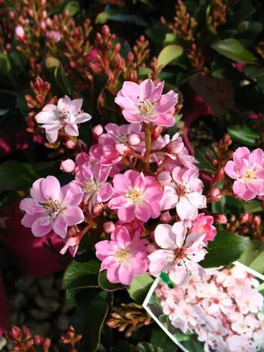 Rhaphiolepis Apple Blossom - Ladybird Nursery