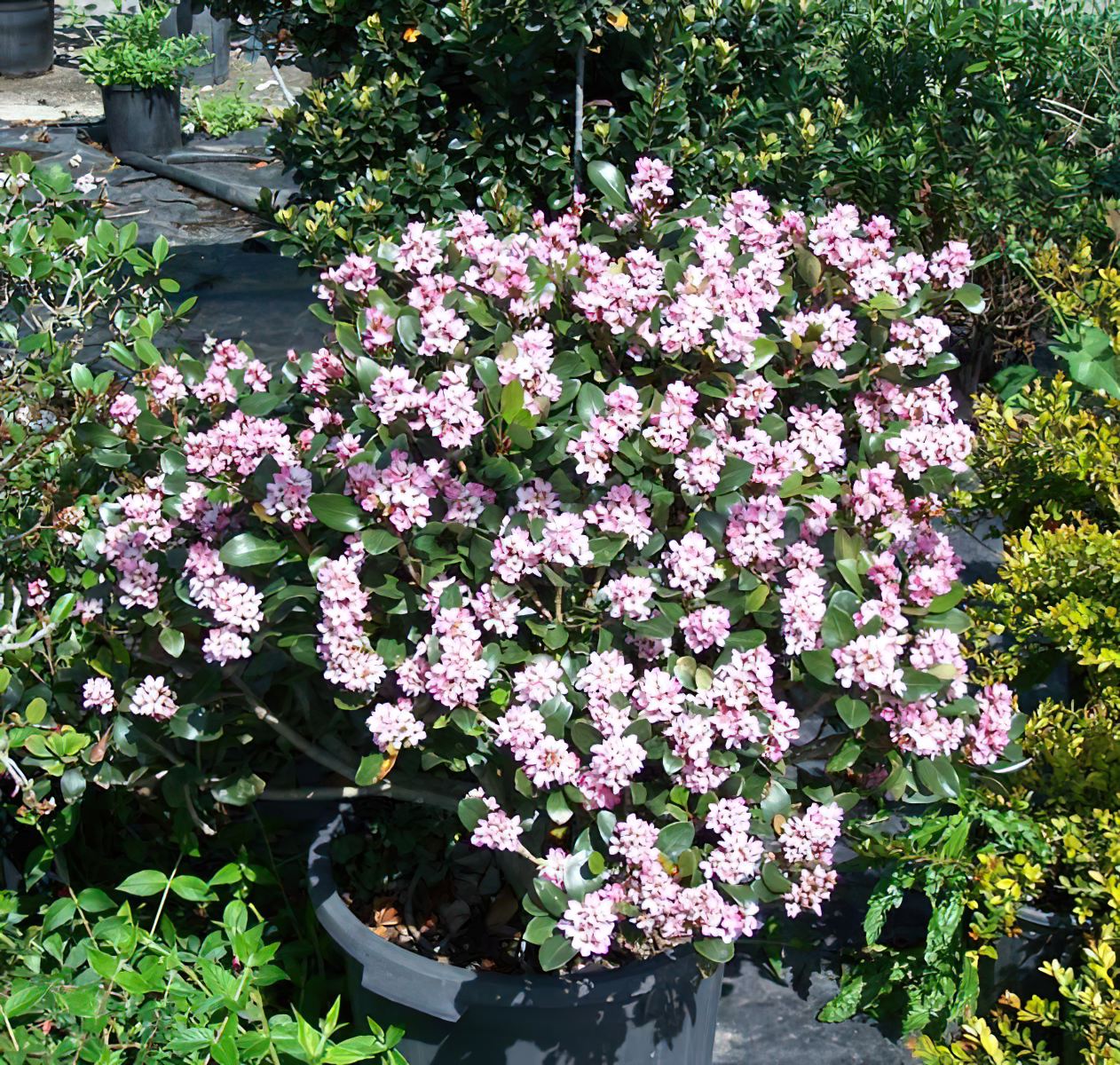 Rhaphiolepis indica Rapopink Oriental Pink™