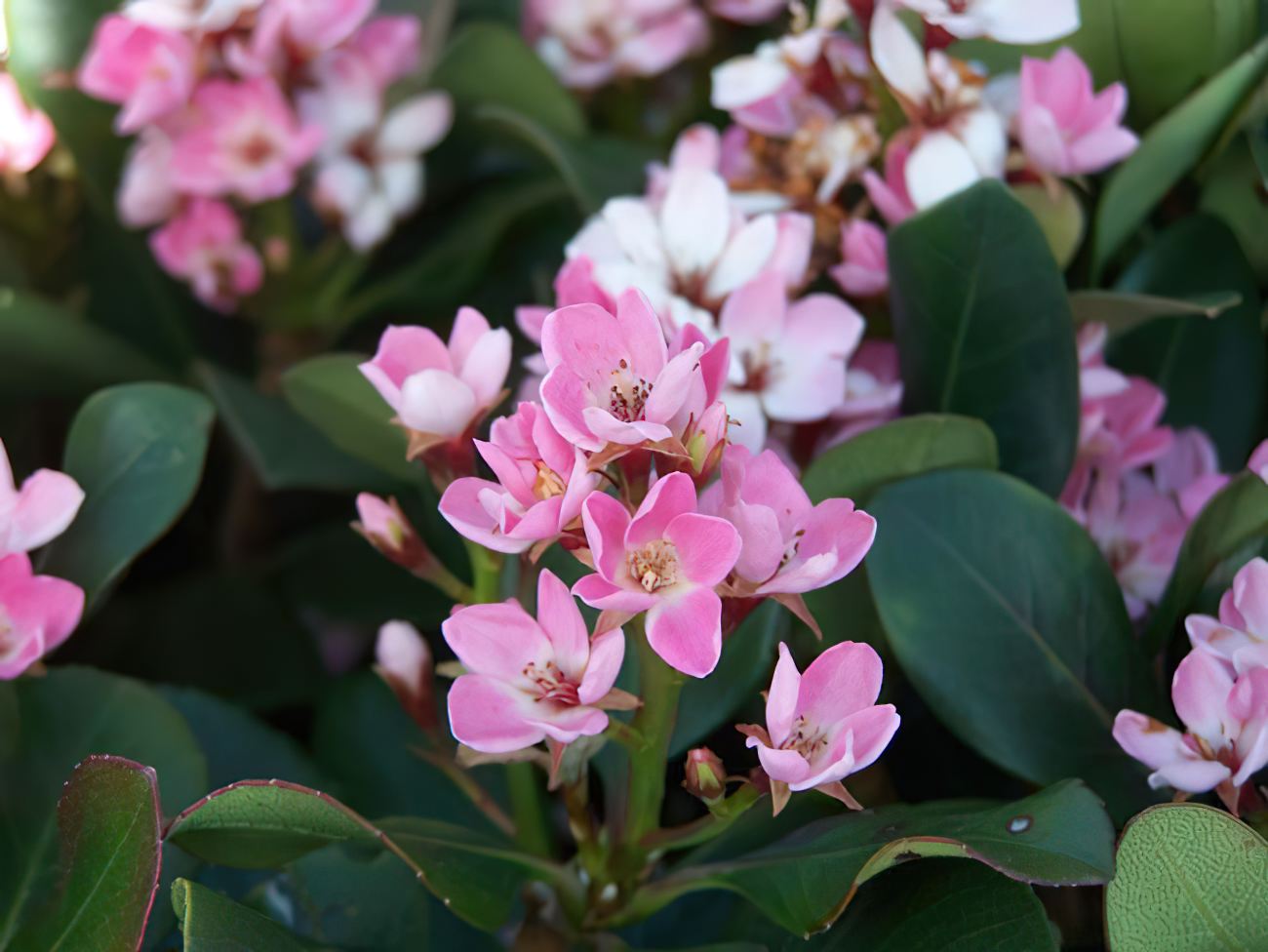 Rhaphiolepis indica Rapopink Oriental Pink™