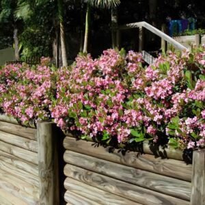 Rhaphiolepis indica Rapopink Oriental Pink™ - Ladybird Nursery