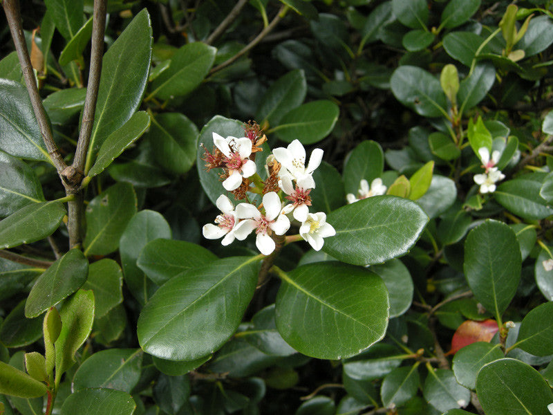 Rhaphiolepis umbellata