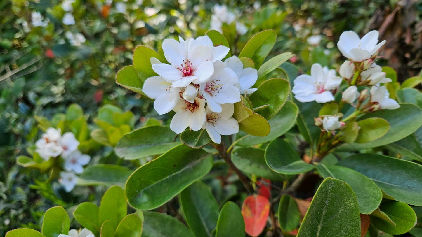 Rhaphiolepis umbellata