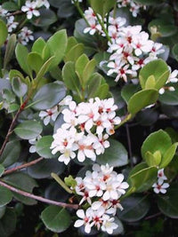 Rhaphiolepis umbellata