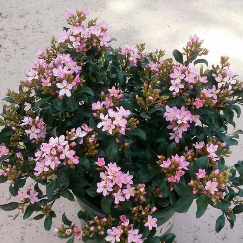 Rhaphiolepis indica Springtime