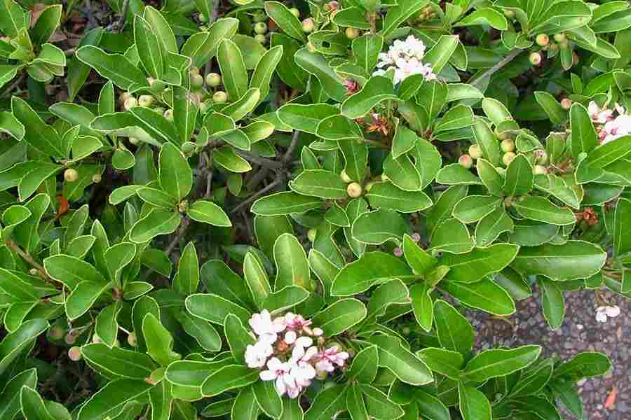 Rhaphiolepis intermedia