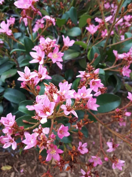 Rhaphiolepis Apple Blossom - Ladybird Nursery