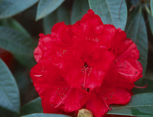 Rhododendron Bibiani
