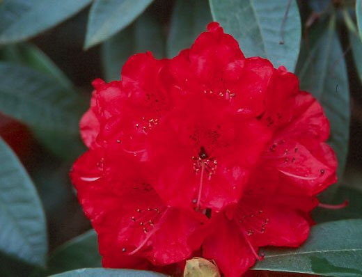 Rhododendron Bibiani - Ladybird Nursery