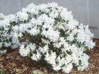 Rhododendron Dora Amatise - Ladybird Nursery
