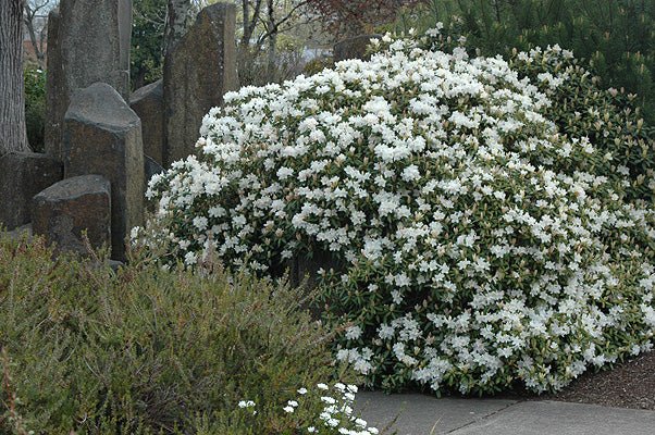 Rhododendron Dora Amateur White - Ladybird Nursery