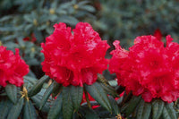 Rhododendron Grace Seabrook - Ladybird Nursery