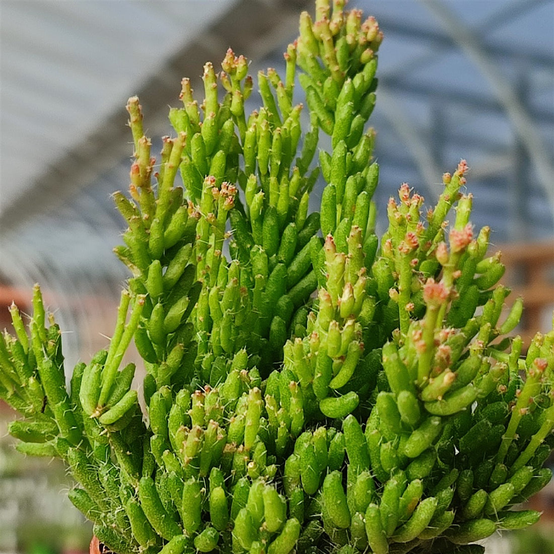 Rhipsalis (Mesembryanthemoides)