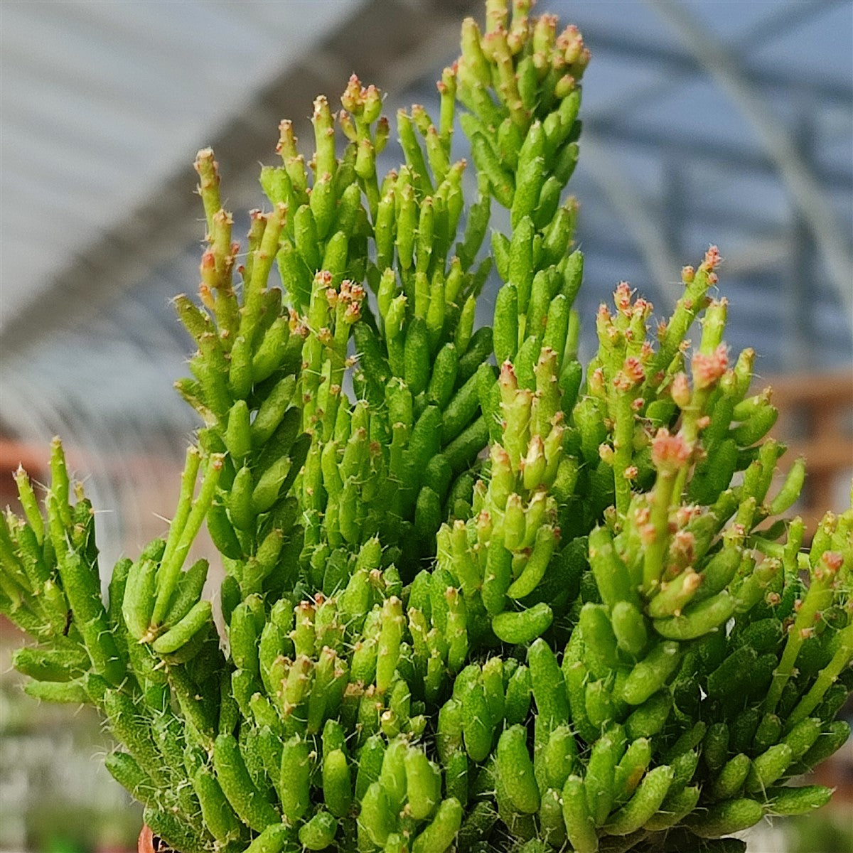 Rhipsalis (Mesembryanthemoides)