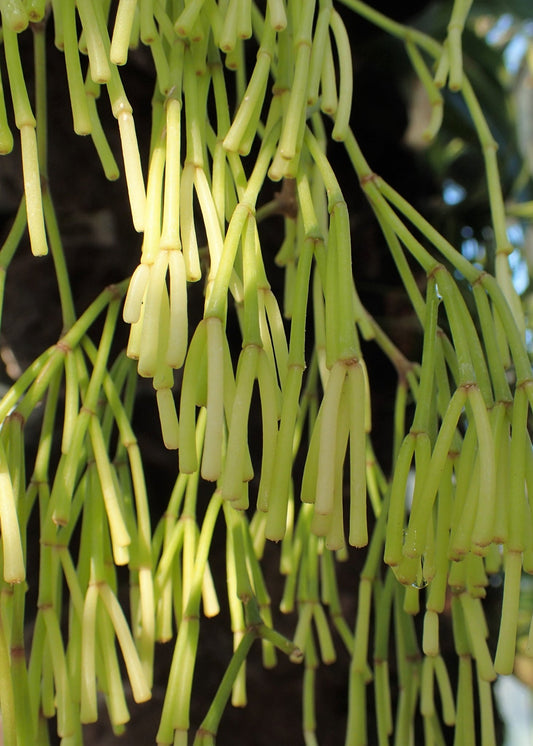 Rhipsalis (Clavata) - Ladybird Nursery