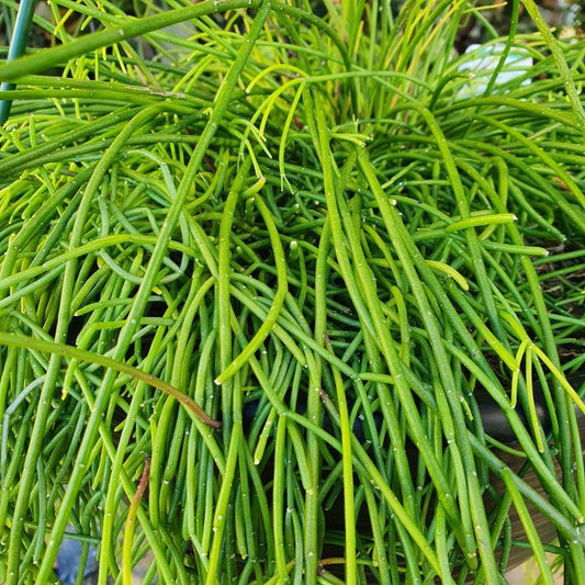 Rhipsalis (Campos-portoana) - Ladybird Nursery