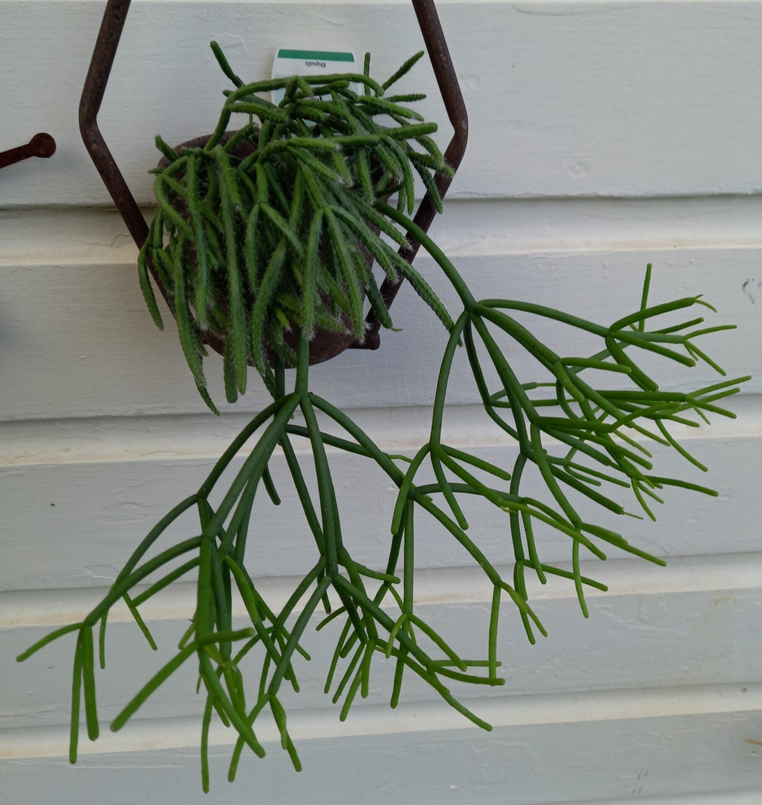 Rhipsalis spp. Assorted - Ladybird Nursery