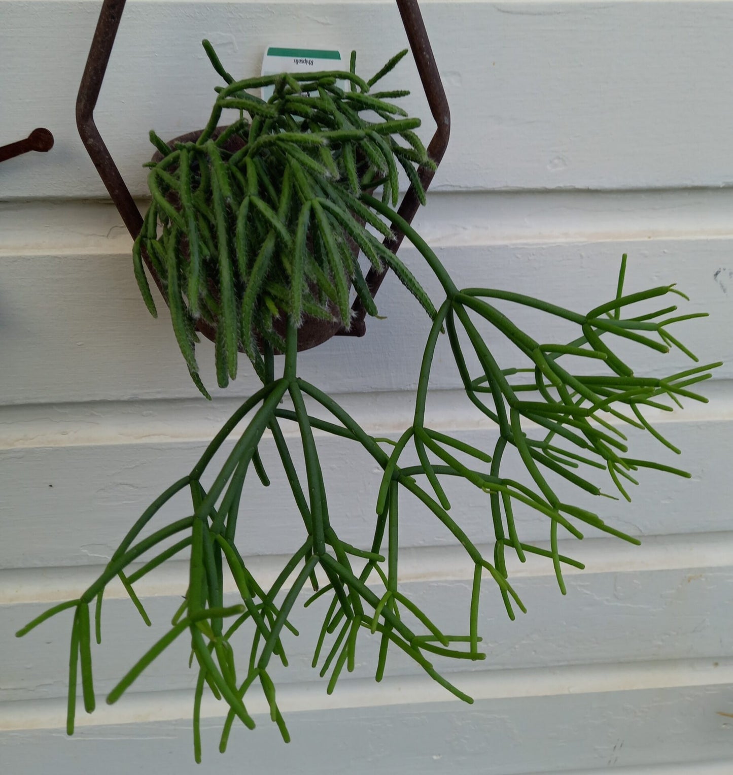 Rhipsalis spp. Assorted