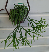 Rhipsalis spp. Assorted - Ladybird Nursery