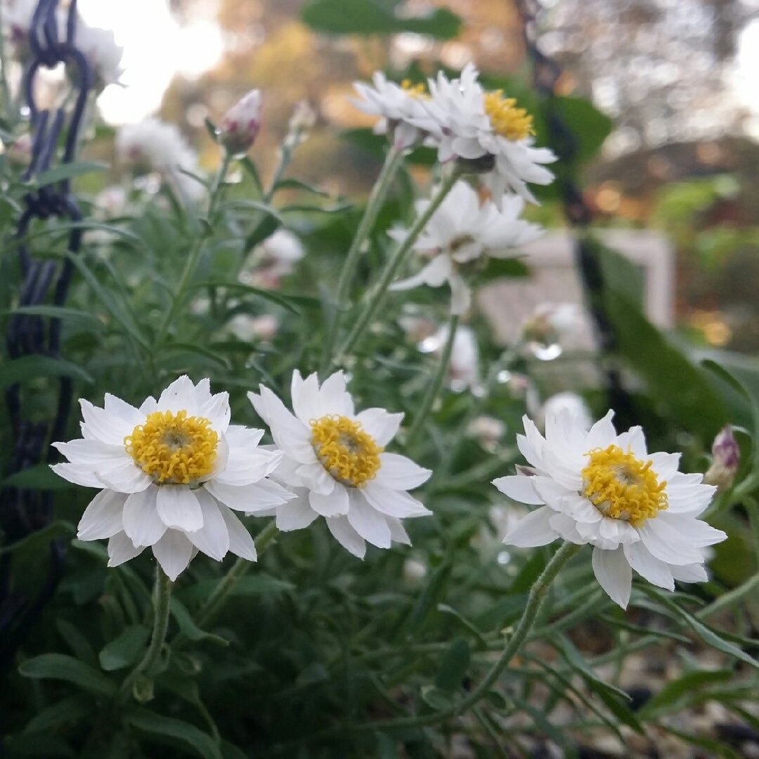 Paper Daisy (Rhodanthe anthemoides) - Ladybird Nursery