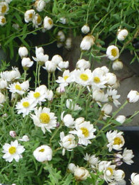 Paper Daisy (Rhodanthe anthemoides)