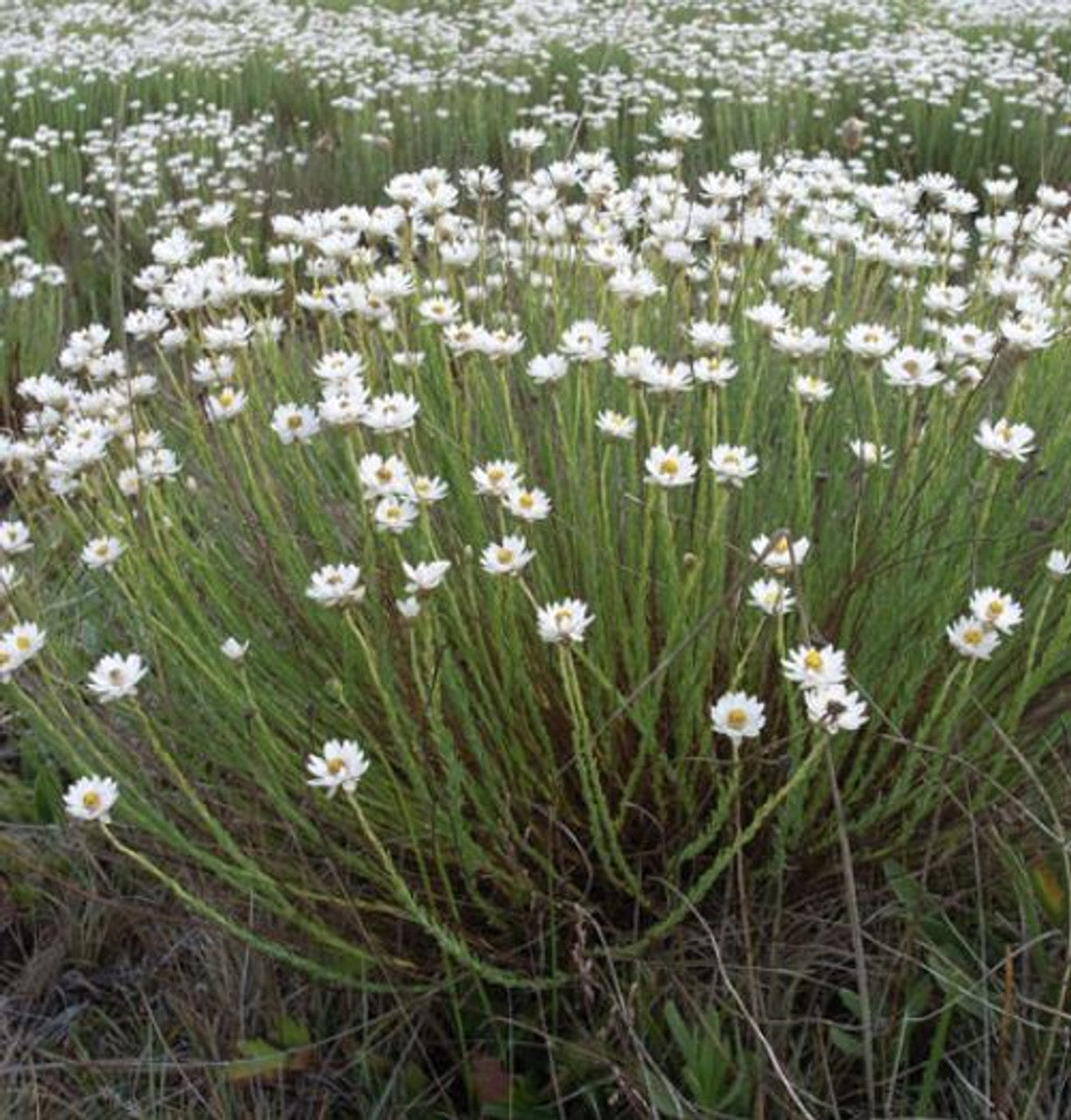 Paper Daisy (Rhodanthe anthemoides)