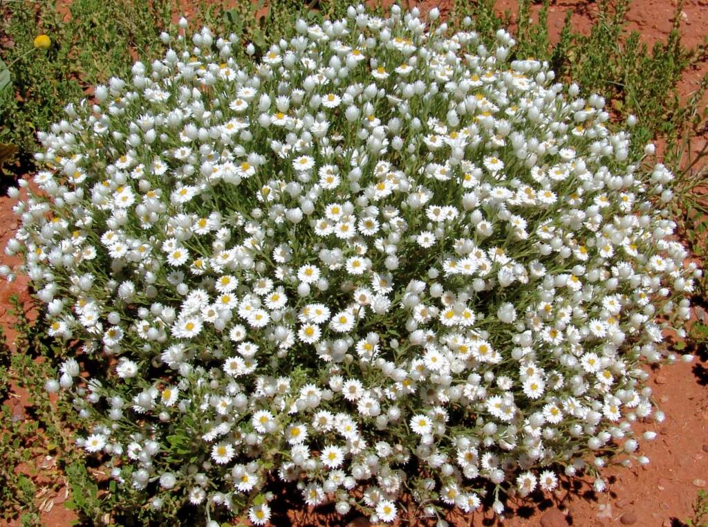 Paper Daisy (Rhodanthe anthemoides)