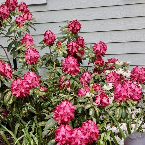 Rhododendron President Roosevelt