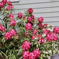 Rhododendron President Roosevelt