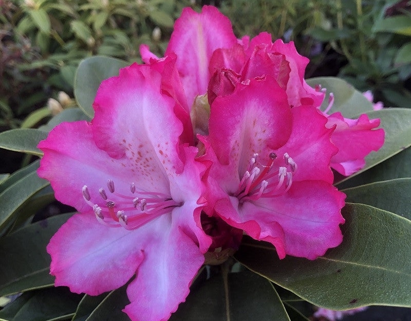 Rhododendron Walloper