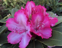 Rhododendron Walloper