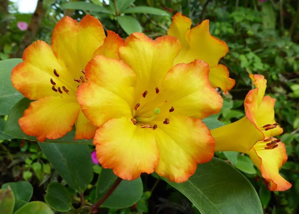 Tropical Rhododendron Saffron Queen (Vireya) - Ladybird Nursery