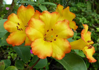 Tropical Rhododendron Saffron Queen (Vireya) - Ladybird Nursery