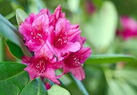 Rhododendron Trude Webster