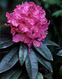 Rhododendron Anah Kruschke