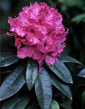 Rhododendron Anah Kruschke - Ladybird Nursery