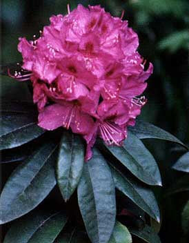 Rhododendron Anah Kruschke
