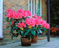 Rhododendron Anna Rose